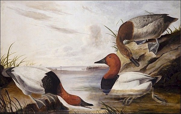 John James Audubon Canvasback Duck